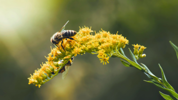 Cuidando Nuestro Planeta